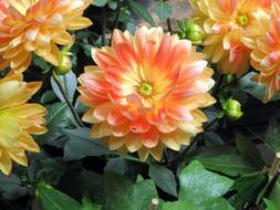 Dahlias Flowers Orange