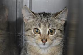 pet kitten with big eyes