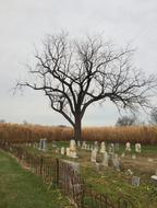 Cemetery Tree October