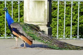 charming Peacock Dashing Bird