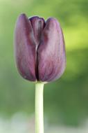 Tulip Black Maroon