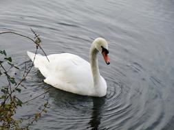 Beautiful, swimming, white swan on the lake, near the plants