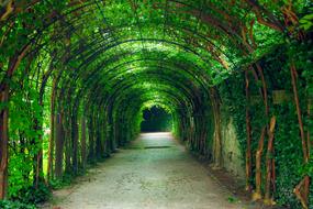 Green Tunnel Natural