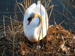 white swan near water in spring