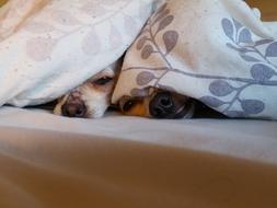 Chihuahua Dogs