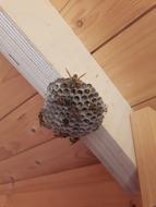 beehive on the roof