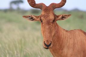 Hartebeest Africa Safari