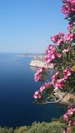 sea view with flowers
