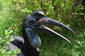 Ground Hornbill Bird