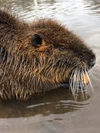 a wet beaver in the river with a mustache