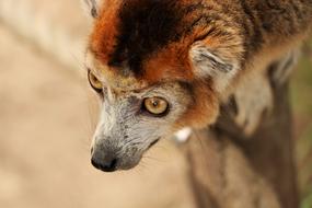 Kroonmaki Animal Nature
