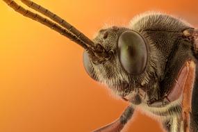 tropical insect head, close-up