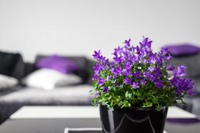 Violet Interior Setup