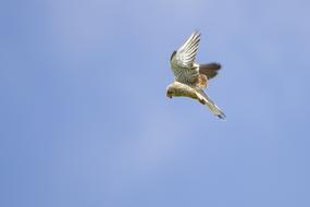 Kestrel Falcon Vibrating Flight