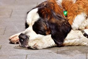 St Bernard Dog Sleeps on pavement close-up