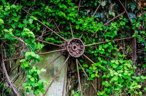 Leaf Wheel Rust