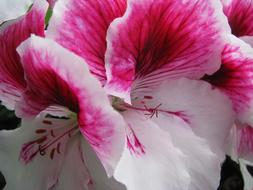 Flower Nature Pink