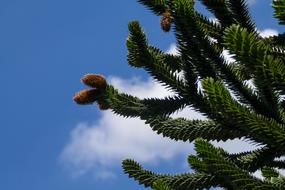 green aromatic tree against the sky