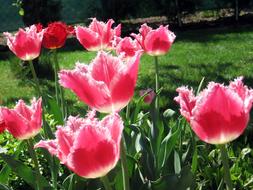 Tulip Tulips Flowers