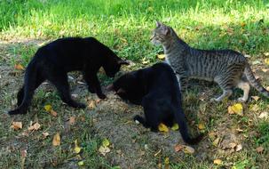 Cats Hunting
