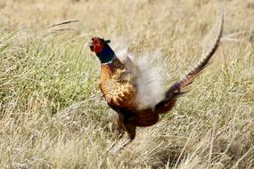 male Pheasant landing on grass