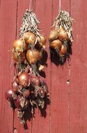 dried onions on the wall