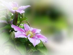 Clematis Climber Plant