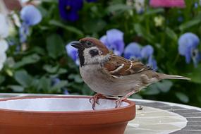 Beautiful, cute and colorful sparrow bird on the bowl , near the colorful and beautiful flowers