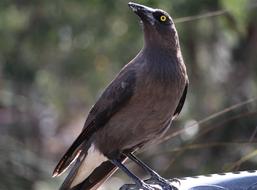 Currawong Grey bird