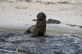 baby seal on an island