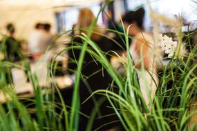 green grass in restaurant