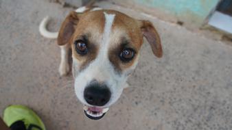 charming puppy face