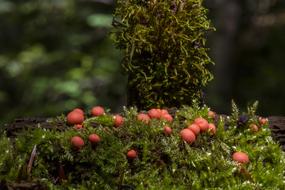 Blood Milk Mushroom Sponge Small