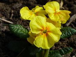 yellow cucumber flowers