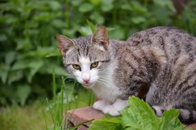 tabby cat sitting on a stone in the garden