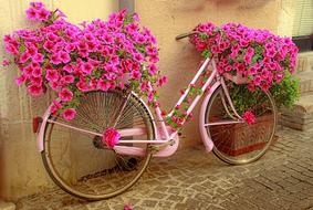 Bicycle Flowers Rosa macro
