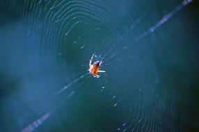 Close-up of the colorful spider on the shiny web, in light, at blurred background