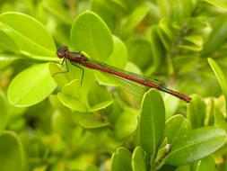 long dragonfly on the branches of a bush