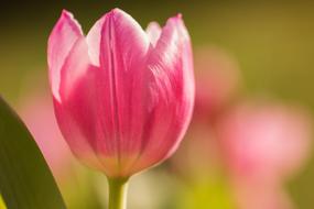 pink tulip in the garden