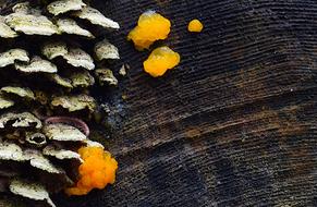 Colorful mushrooms on the log of the wood