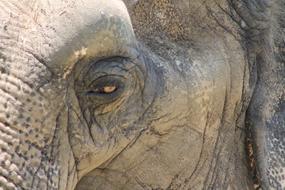 macro photo of the eyes of an African elephant