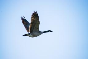 Canadian Goose In Flight