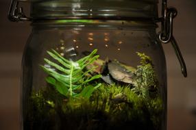 Aquarium Green