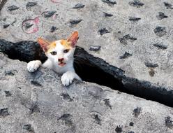 kitten stuck between concrete slabs