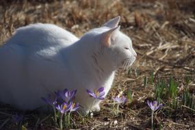 Cat Crocus Spring