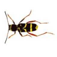 Wasp Insect model