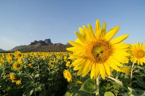 Sun Flower Khao Chin Lae Lop Buri