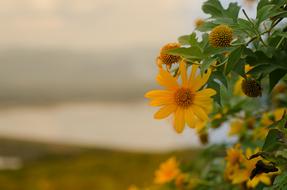 Mexican Sunflower Lotus Tong Mae