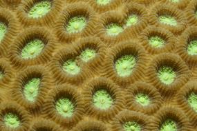 coral on sprouts under water