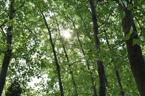 Green Shade The Leaves